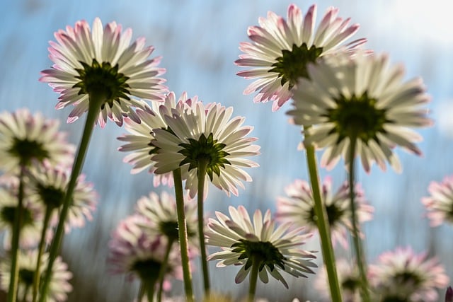 Blomster